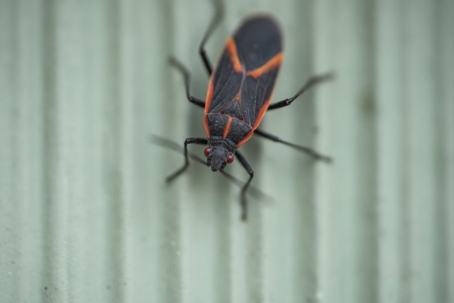 what do boxelder bugs eat