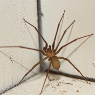 what do brown recluse spiders look like