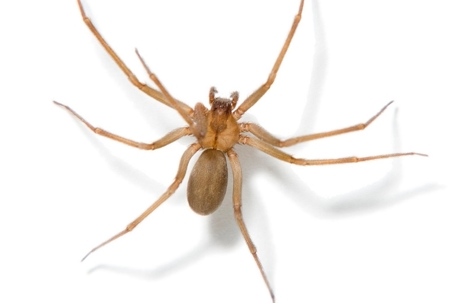 what do brown recluse spiders look like