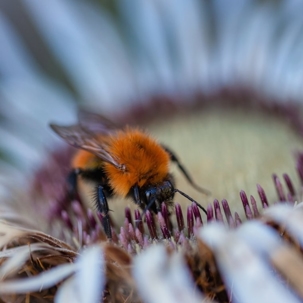 what do bumblebees eat