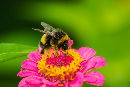 what do bumblebees eat