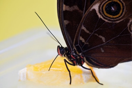 what do butterflies eat