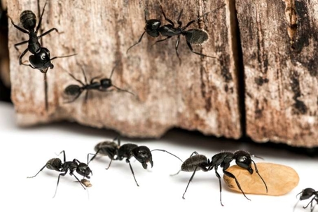 what do carpenter ants eat