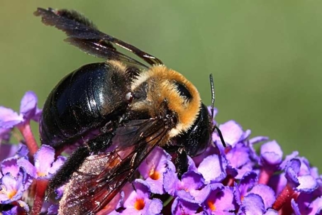 what do carpenter bees eat