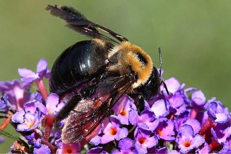 what do carpenter bees look like