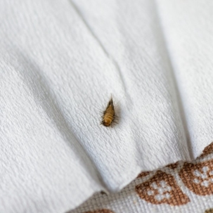 what do carpet beetles eat