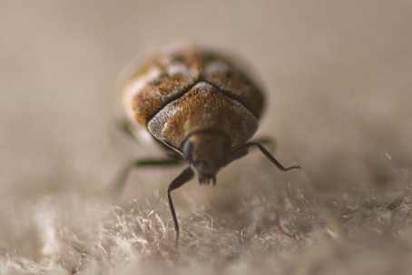 what do carpet beetles eat