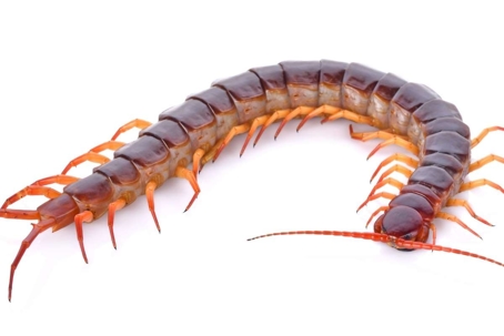 what do centipedes eat