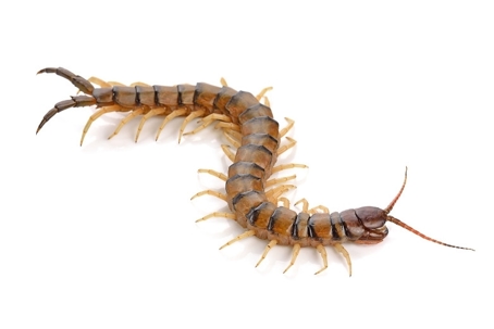 what do centipedes look like