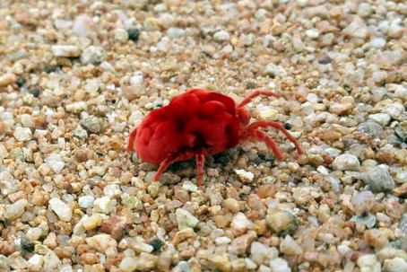 what do chiggers look like