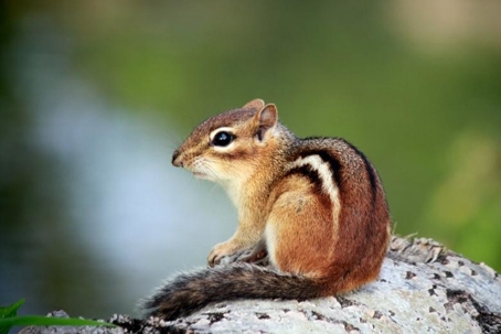 what do chipmunk droppings look like