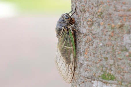 what do cicadas eat