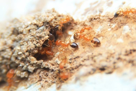 what do citronella ants eat