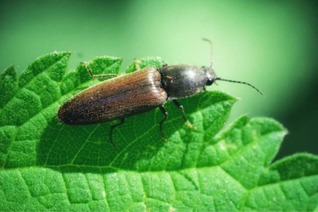 what do click beetles eat