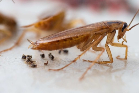 what do cockroach droppings look like