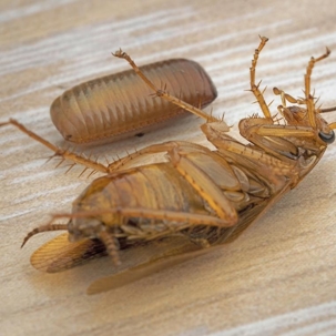 what do cockroach eggs look like
