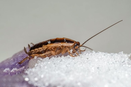 what do cockroaches eat