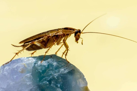 what do cockroaches look like