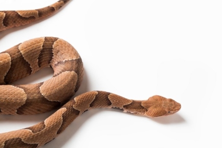 what do copperhead snakes look like