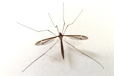 what do crane flies eat