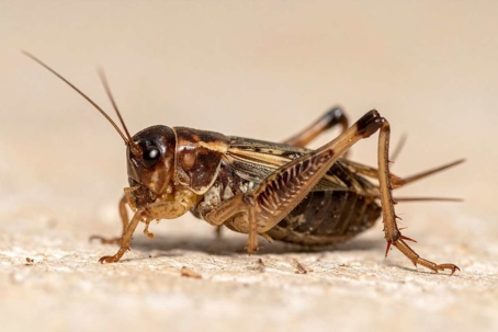 what do crickets look like