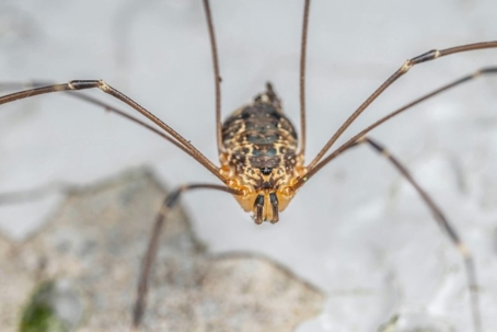 what do daddy long legs eat