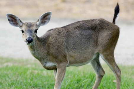 what do deer droppings look like