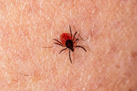 what do deer ticks look like
