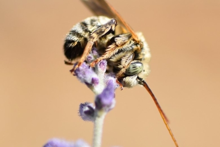 what do digger bees eat