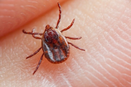 what do dog ticks look like