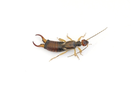what do earwigs eat
