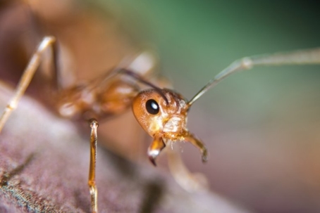 what do fire ant stings look like