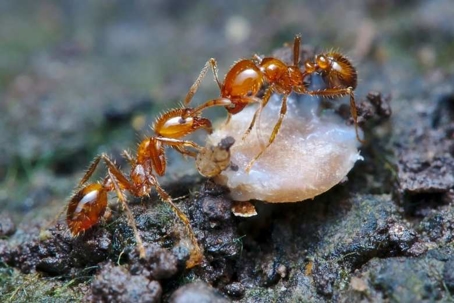 what do fire ants eat