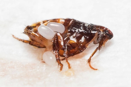 what do fleas look like