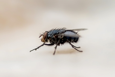 what do flies eat