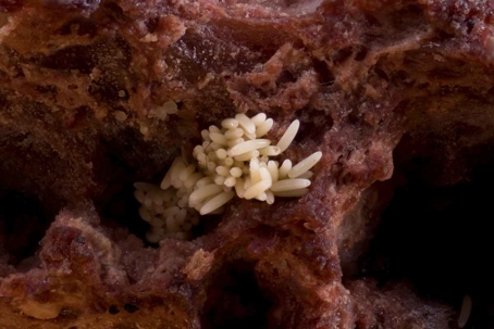 what do fly eggs look like