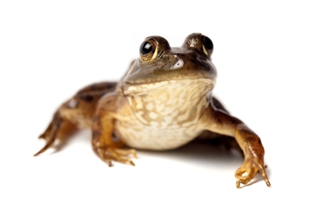 what do frog droppings look like