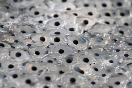 what do frog eggs look like