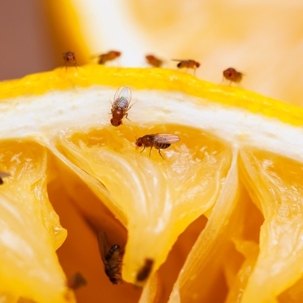 what do fruit flies eat