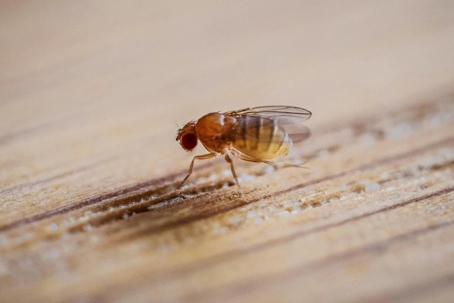 what do fruit flies look like