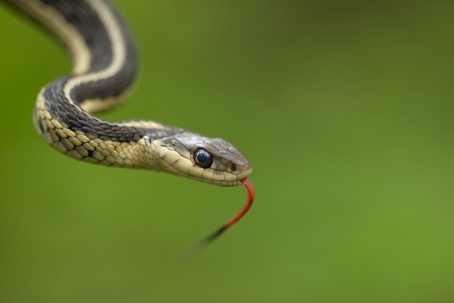what do garter snakes eat