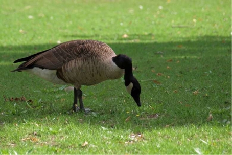 what do geese eat