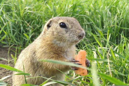 what do gophers eat