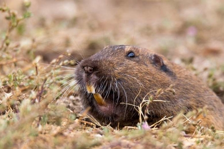 what do gophers look like