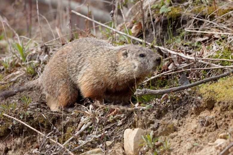 what do groundhogs look like