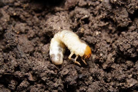 what do grubs eat