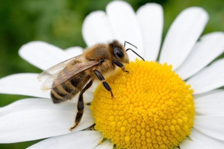 what do honey bees eat