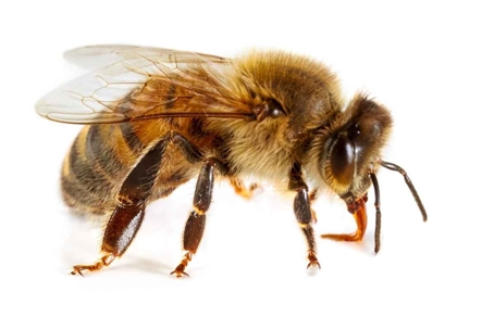 what do honey bees look like