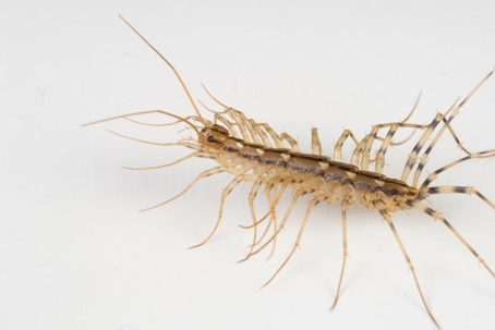 what do house centipedes eat