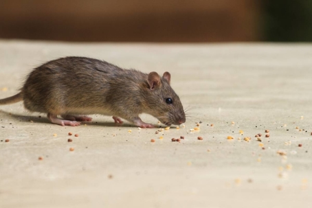 what do house mice eat